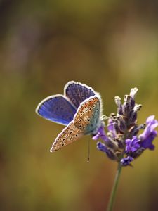 Preview wallpaper lycaenidae, butterfly, flowers, macro