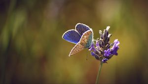 Preview wallpaper lycaenidae, butterfly, flowers, macro