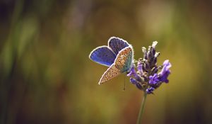 Preview wallpaper lycaenidae, butterfly, flowers, macro