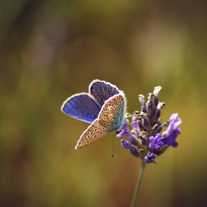 Preview wallpaper lycaenidae, butterfly, flowers, macro