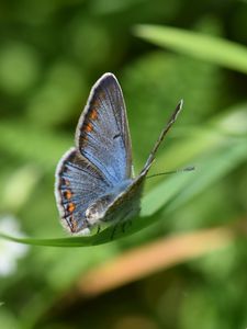 Preview wallpaper lycaenidae, butterfly, leaf, macro