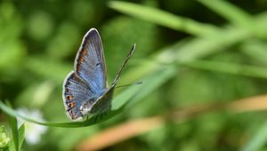 Preview wallpaper lycaenidae, butterfly, leaf, macro