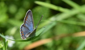 Preview wallpaper lycaenidae, butterfly, leaf, macro