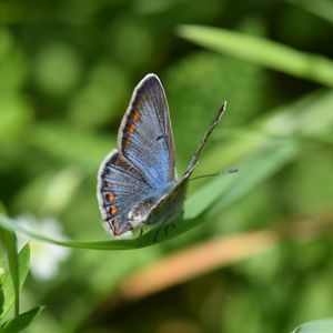 Preview wallpaper lycaenidae, butterfly, leaf, macro