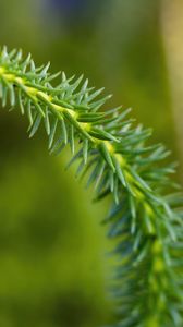 Preview wallpaper lycopodium, needles, plant, green, blur, macro