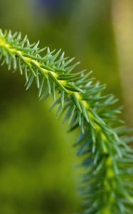 Preview wallpaper lycopodium, needles, plant, green, blur, macro