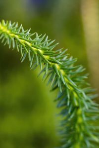 Preview wallpaper lycopodium, needles, plant, green, blur, macro