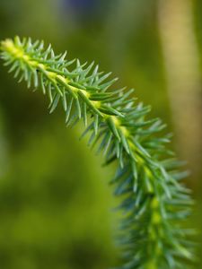 Preview wallpaper lycopodium, needles, plant, green, blur, macro