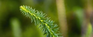 Preview wallpaper lycopodium, needles, plant, green, blur, macro