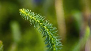 Preview wallpaper lycopodium, needles, plant, green, blur, macro