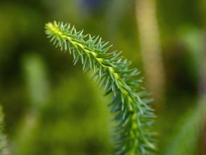 Preview wallpaper lycopodium, needles, plant, green, blur, macro