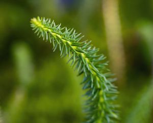 Preview wallpaper lycopodium, needles, plant, green, blur, macro