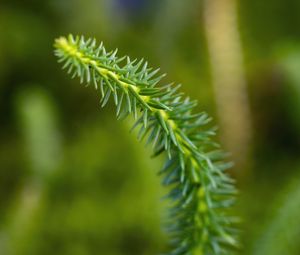 Preview wallpaper lycopodium, needles, plant, green, blur, macro