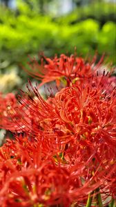 Preview wallpaper lycoris, flowers, red, blur