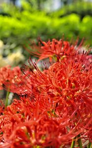 Preview wallpaper lycoris, flowers, red, blur