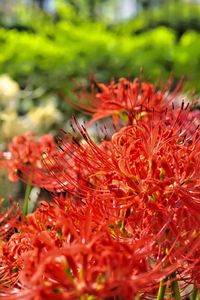 Preview wallpaper lycoris, flowers, red, blur