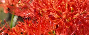 Preview wallpaper lycoris, flowers, red, blur