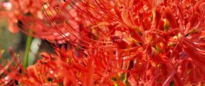 Preview wallpaper lycoris, flowers, red, blur