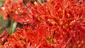 Preview wallpaper lycoris, flowers, red, blur