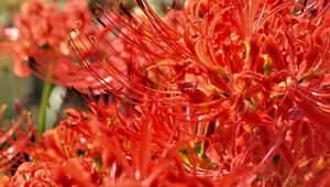 Preview wallpaper lycoris, flowers, red, blur