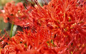 Preview wallpaper lycoris, flowers, red, blur