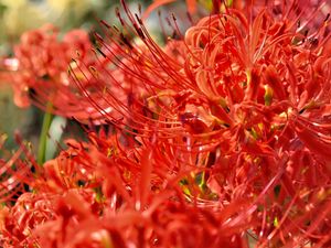 Preview wallpaper lycoris, flowers, red, blur