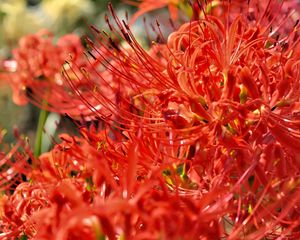 Preview wallpaper lycoris, flowers, red, blur