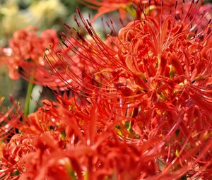 Preview wallpaper lycoris, flowers, red, blur