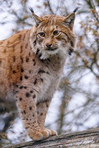 Preview wallpaper lynx, animal, big cat, brown, wildlife