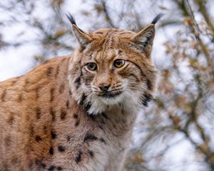 Preview wallpaper lynx, animal, big cat, brown, wildlife