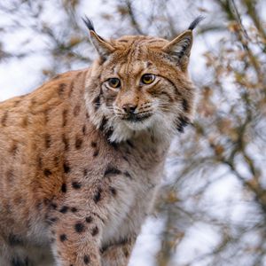 Preview wallpaper lynx, animal, big cat, brown, wildlife