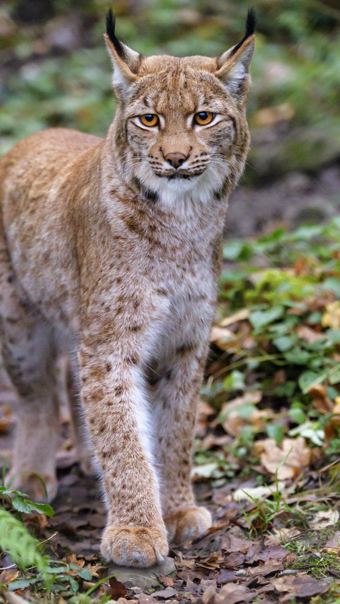 Wallpaper Lynx wildlife rest look 2880x1800 HD Picture Image