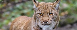 Preview wallpaper lynx, animal, big cat, brown, glance