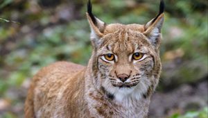 Preview wallpaper lynx, animal, big cat, brown, glance