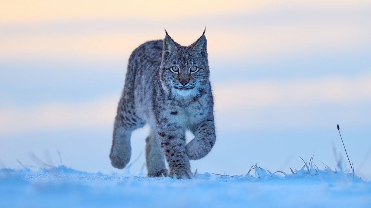 Wallpaper lynx, animal, big cat, snow, wildlife