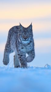 Preview wallpaper lynx, animal, big cat, snow, wildlife