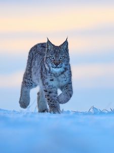 Preview wallpaper lynx, animal, big cat, snow, wildlife