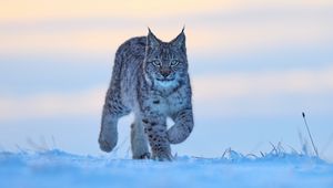 Preview wallpaper lynx, animal, big cat, snow, wildlife