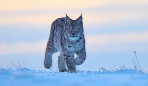 Preview wallpaper lynx, animal, big cat, snow, wildlife