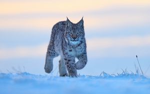 Preview wallpaper lynx, animal, big cat, snow, wildlife