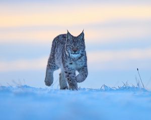 Preview wallpaper lynx, animal, big cat, snow, wildlife