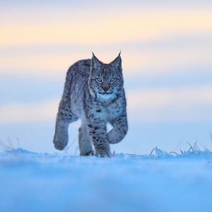 Preview wallpaper lynx, animal, big cat, snow, wildlife