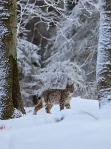 Preview wallpaper lynx, animal, big cat, snow, winter, wildlife