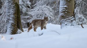 Preview wallpaper lynx, animal, big cat, snow, winter, wildlife
