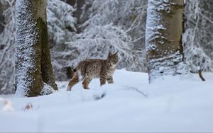 Preview wallpaper lynx, animal, big cat, snow, winter, wildlife