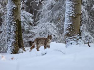 Preview wallpaper lynx, animal, big cat, snow, winter, wildlife