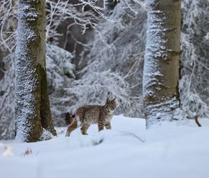 Preview wallpaper lynx, animal, big cat, snow, winter, wildlife