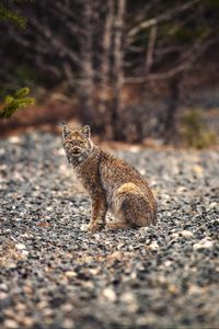 Preview wallpaper lynx, animal, big cat, predator, wildlife