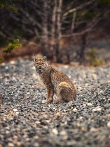 Preview wallpaper lynx, animal, big cat, predator, wildlife
