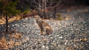 Preview wallpaper lynx, animal, big cat, predator, wildlife